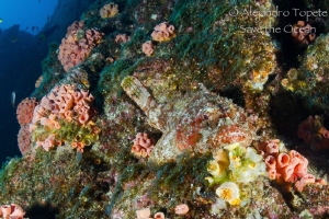 Stone Fish in the reef by Alejandro Topete 
